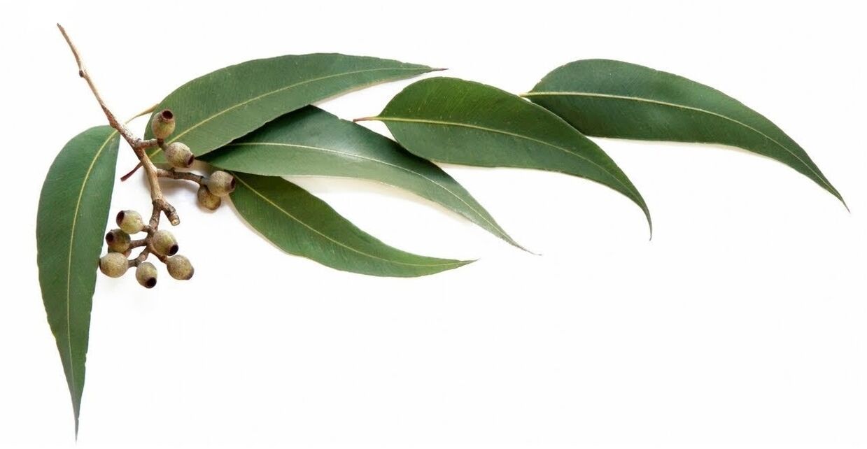 Hondrolife contient de l'huile essentielle d'eucalyptus